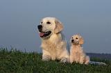GOLDEN RETRIEVER 862